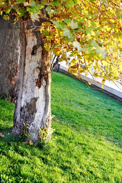 Grande árvore no parque ensolarado — Fotografia de Stock