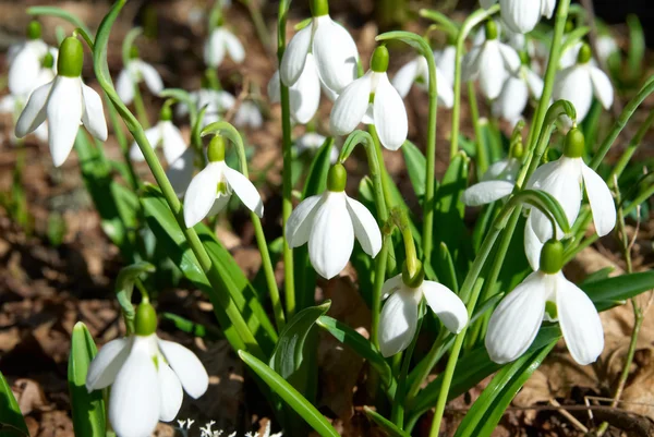 Flores de nieve de primavera — Foto de Stock