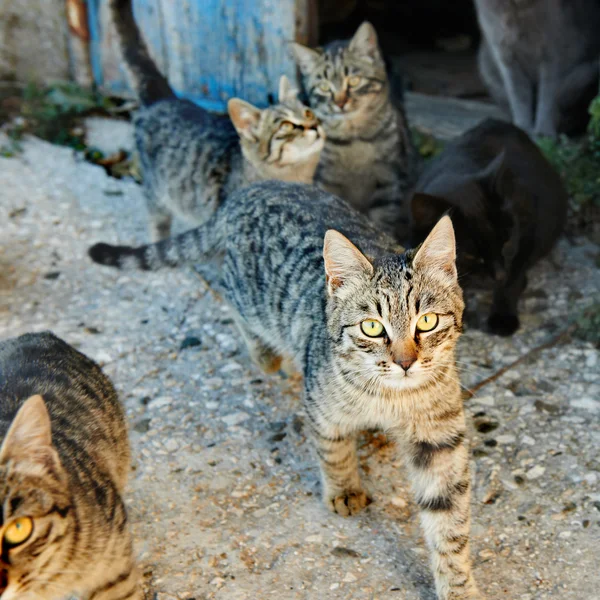 集团的猫 — 图库照片