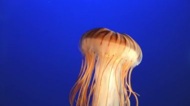 Mavi okyanus suyunda turuncu denizanası (chrysaora fuscescens veya Pacific Sea Isırgan otu)