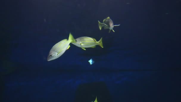 Peces tropicales cerca del arrecife de coral con agua azul del océano — Vídeo de stock