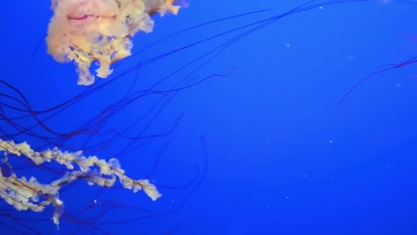 Medusas anaranjadas (Chrysaora fuscescens o ortiga marina del Pacífico) en agua azul del océano — Vídeos de Stock