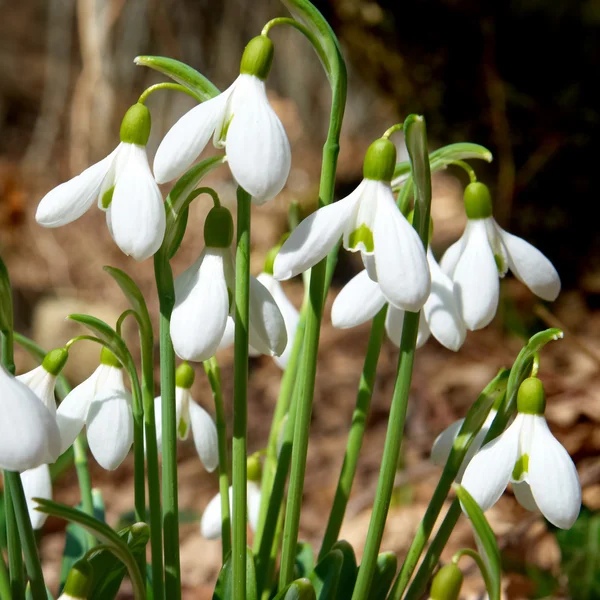 Flores de nieve de primavera — Foto de Stock