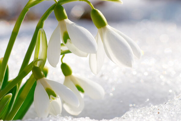 Spring snowdrop flowers