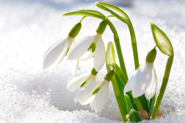 Spring snowdrop flowers