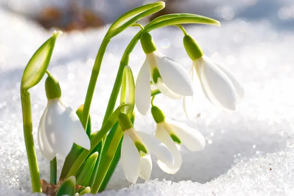 Primavera flores gota de neve — Fotografia de Stock