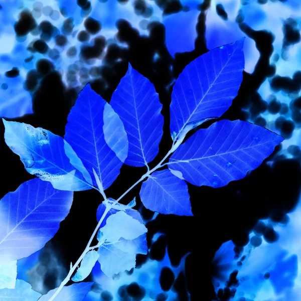 Feuilles bleues abstraites — Photo