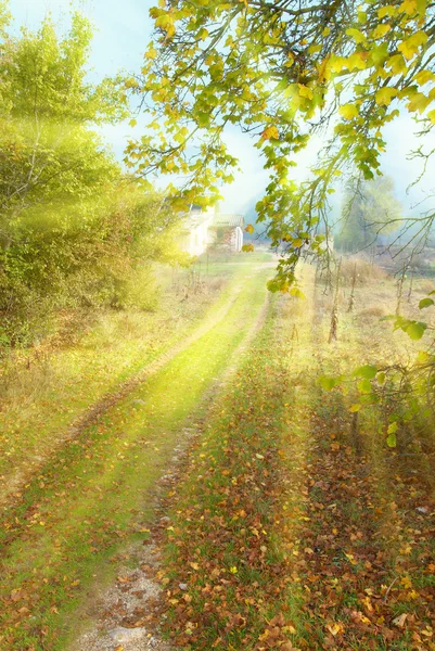 Pad door het bos — Stockfoto