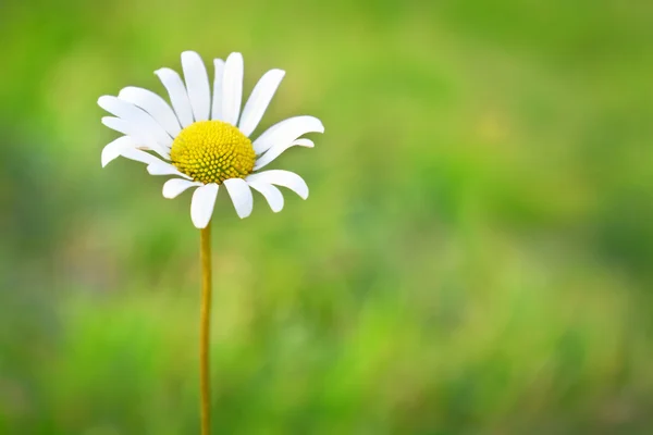 在该字段上洋甘菊 — 图库照片