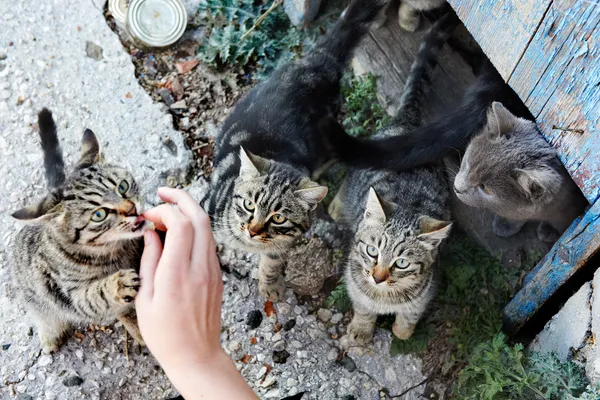 Gruppe von Katzen — Stockfoto