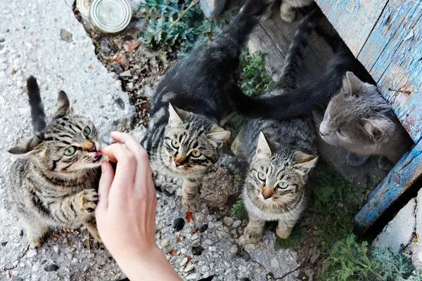 Groep van katten — Stockfoto