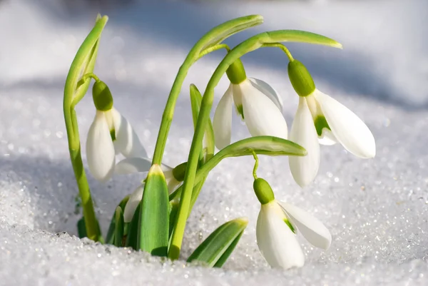 Fleurs de chute de neige printemps — Photo