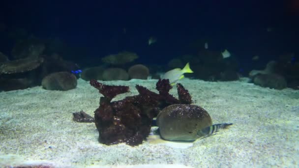 Peces tropicales cerca del arrecife de coral con agua azul del océano — Vídeo de stock