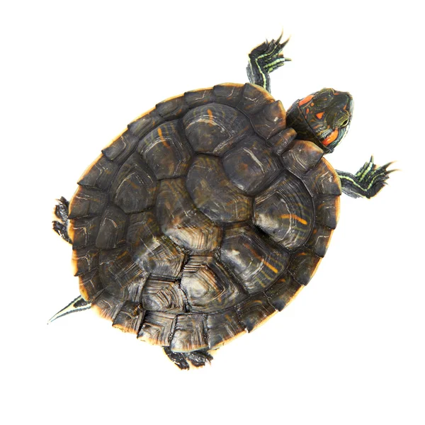 Rode oor schildpad — Stockfoto