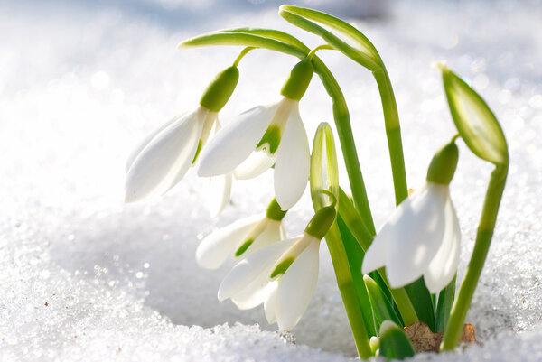 Spring snowdrop flowers