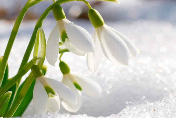 Spring snowdrop flowers