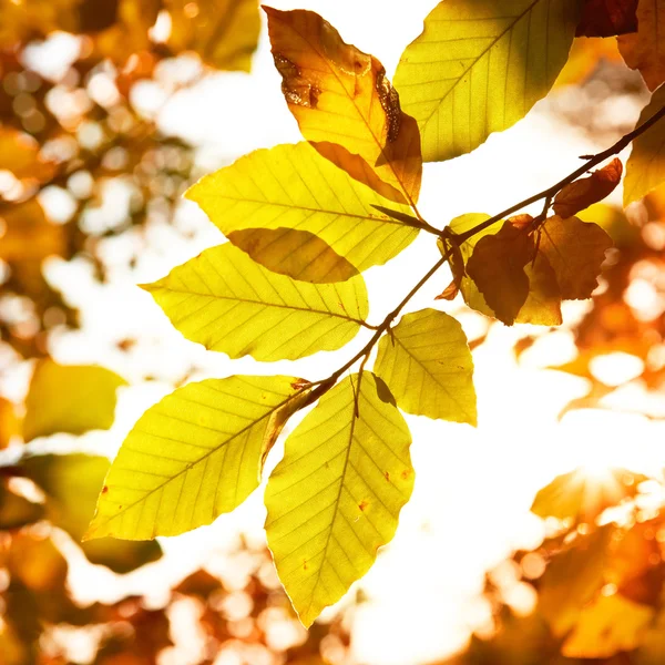 Foglie d'autunno — Foto Stock