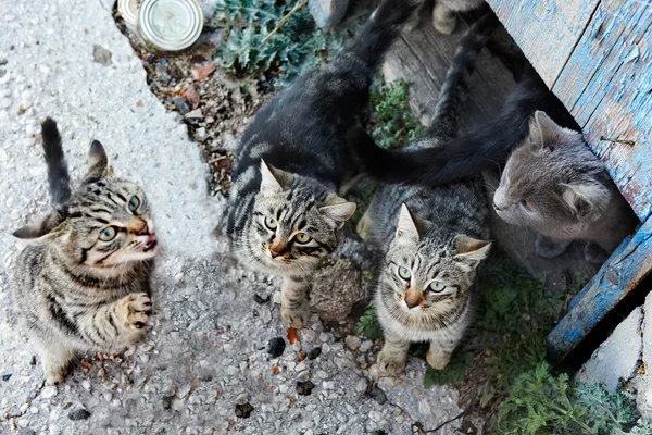 集团的猫 — 图库照片