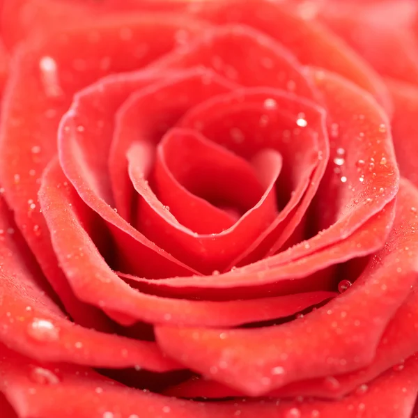 Beatiful rosa roja oscura . —  Fotos de Stock