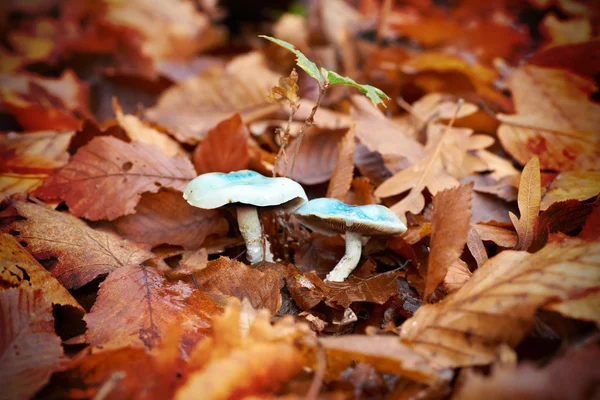 Mushroom paddestoel — Stockfoto