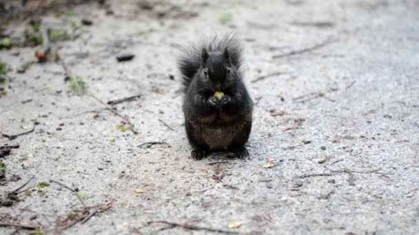 Écureuil noir se nourrissant sur la route du parc 