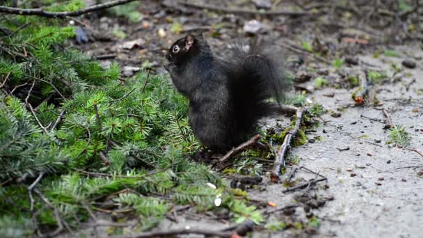 Muitos esquilos negros alimentando-se sob pinheiros verdes no parque — Vídeo de Stock