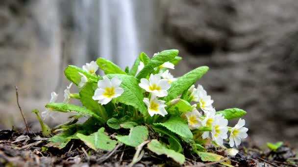 Spring gele bloemen (Primula vulgaris) op de achtergrond van de waterval — Stockvideo