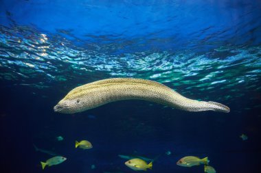 moray avcılık su altında