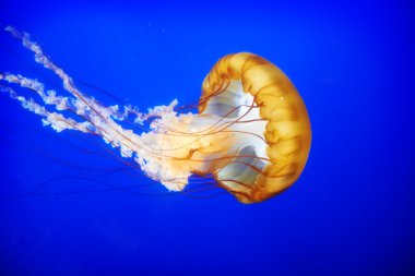Orange jellyfish (Chrysaora fuscescens) clipart