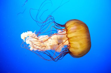 Turuncu denizanası (Chrysaora fuscescens)