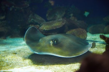Manta ışınları sualtı yüzer