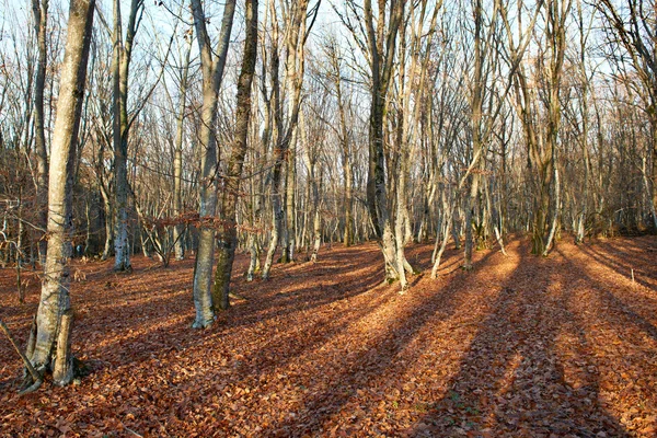 Hutan musim gugur. — Stok Foto