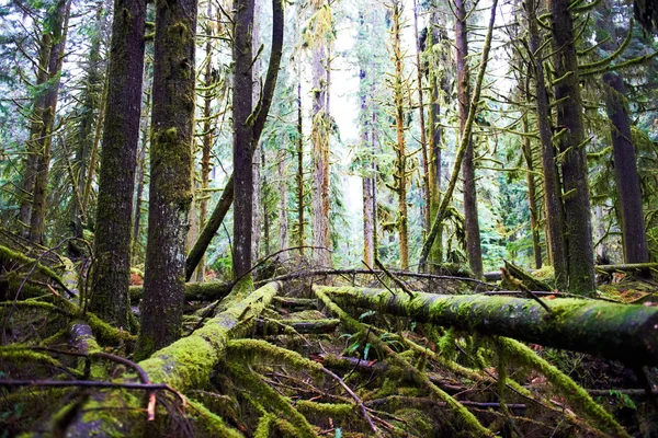 Dark misty forest — Stock Photo, Image