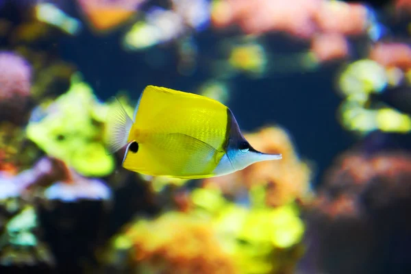 サンゴ礁の近くの熱帯の魚 — ストック写真