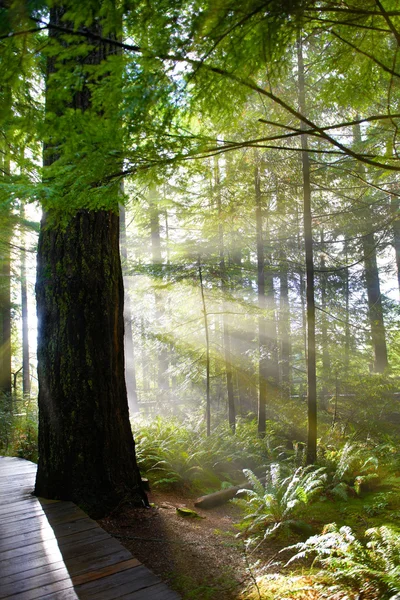 Grüner Wald bei Sonnenaufgang — Stockfoto