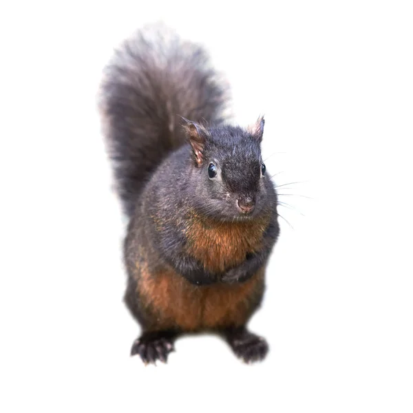 Black squirrel — Stock Photo, Image