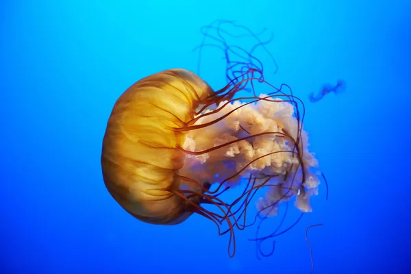Pomarańczowy meduzy (Chrysaora fuscescens) — Zdjęcie stockowe