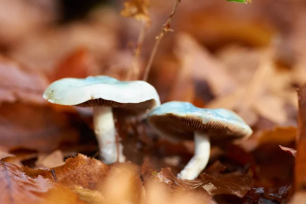 Toadstool de cogumelos — Fotografia de Stock