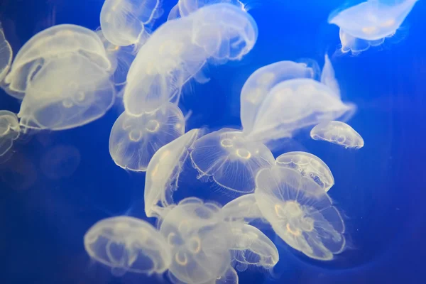 White jellyfish (Aurelia aurita or Moon jelly) — Stock Photo, Image