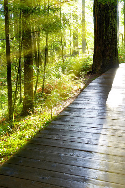 Green forest at sunrise