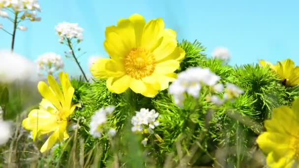 Flori galbene (Adonis vernalis) pe câmpul verde cu cer albastru — Videoclip de stoc