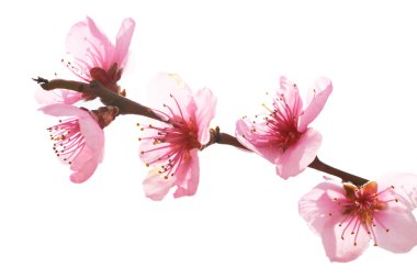 badem pembe çiçekler