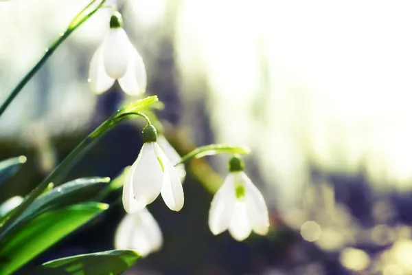 Spring snowdrop flowers — Stock Photo, Image