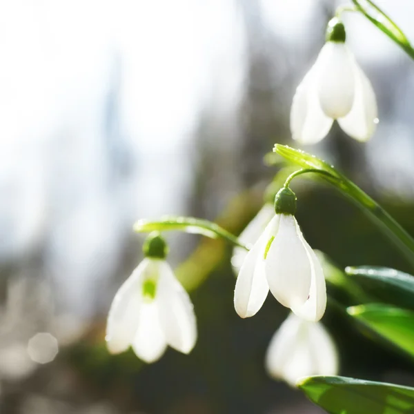 Весенние снежные цветы — стоковое фото