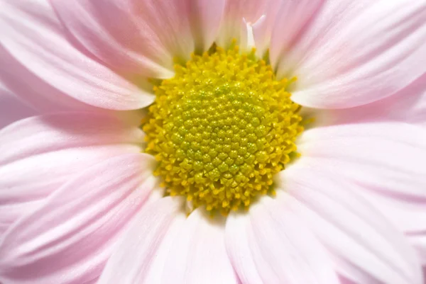 Roze daisy — Stockfoto