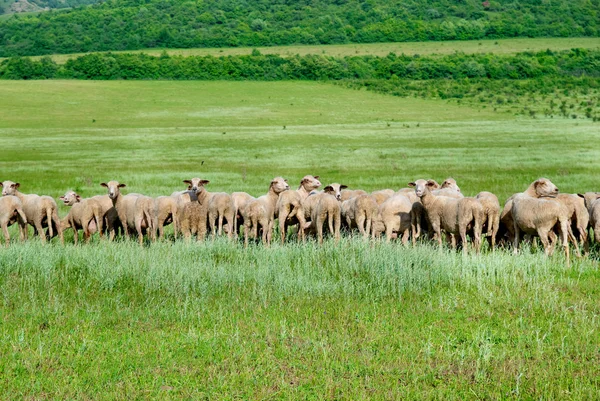 Kudde schapen — Stockfoto