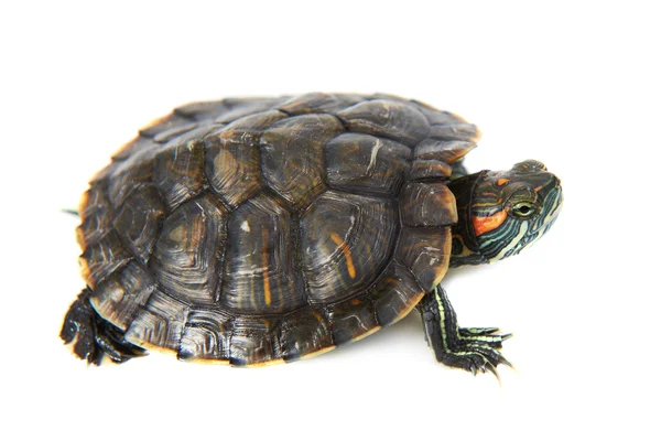 Kırmızı kulak kaplumbağa — Stok fotoğraf