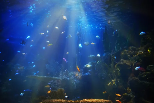 Peixes tropicais perto do recife de coral — Fotografia de Stock