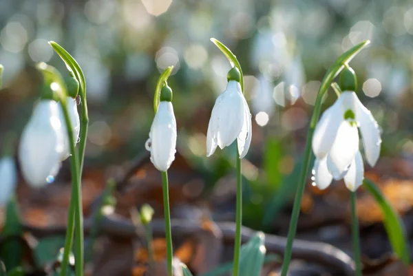 Gocce di neve- primavera fiori bianchi — Foto Stock