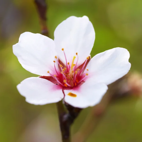 Migdałowy białe kwiaty — Zdjęcie stockowe